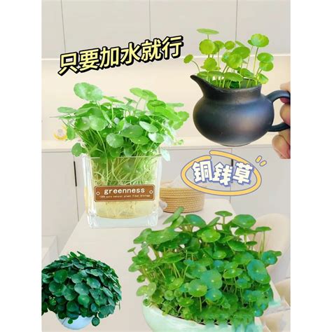 金錢草風水|銅錢草風水：從入門到精通銅錢草的風水應用